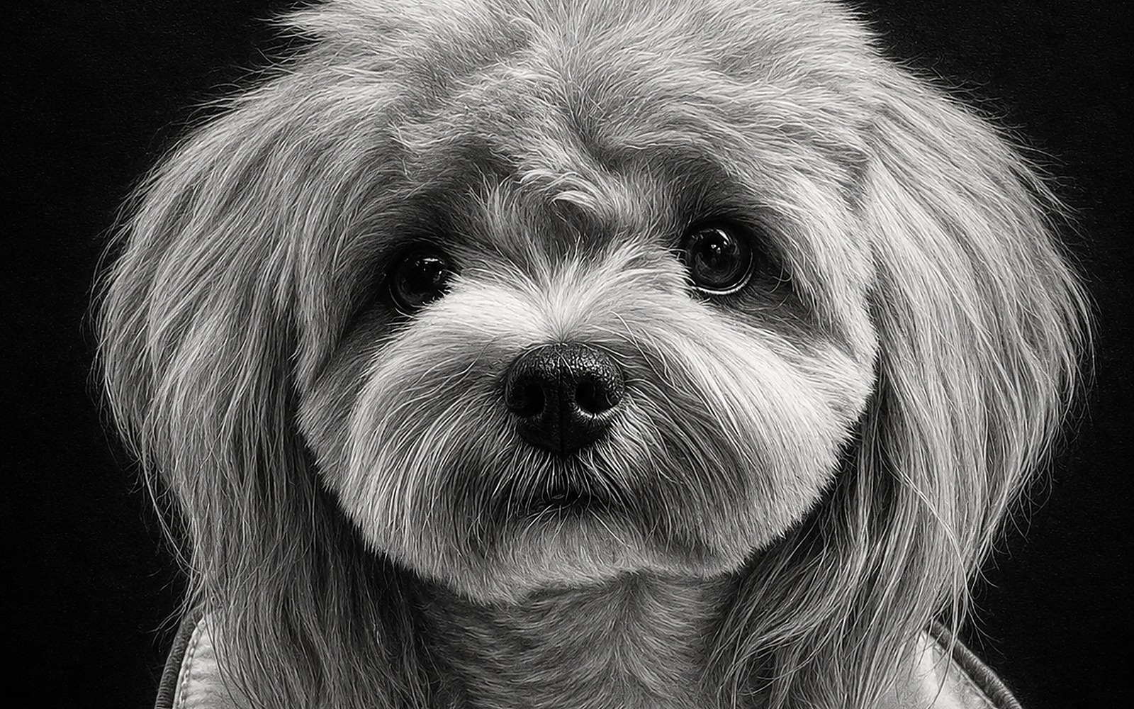 Acrylic Engraved Pet Portraits
